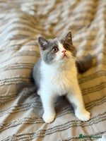 British Shorthair cats - Advert 8