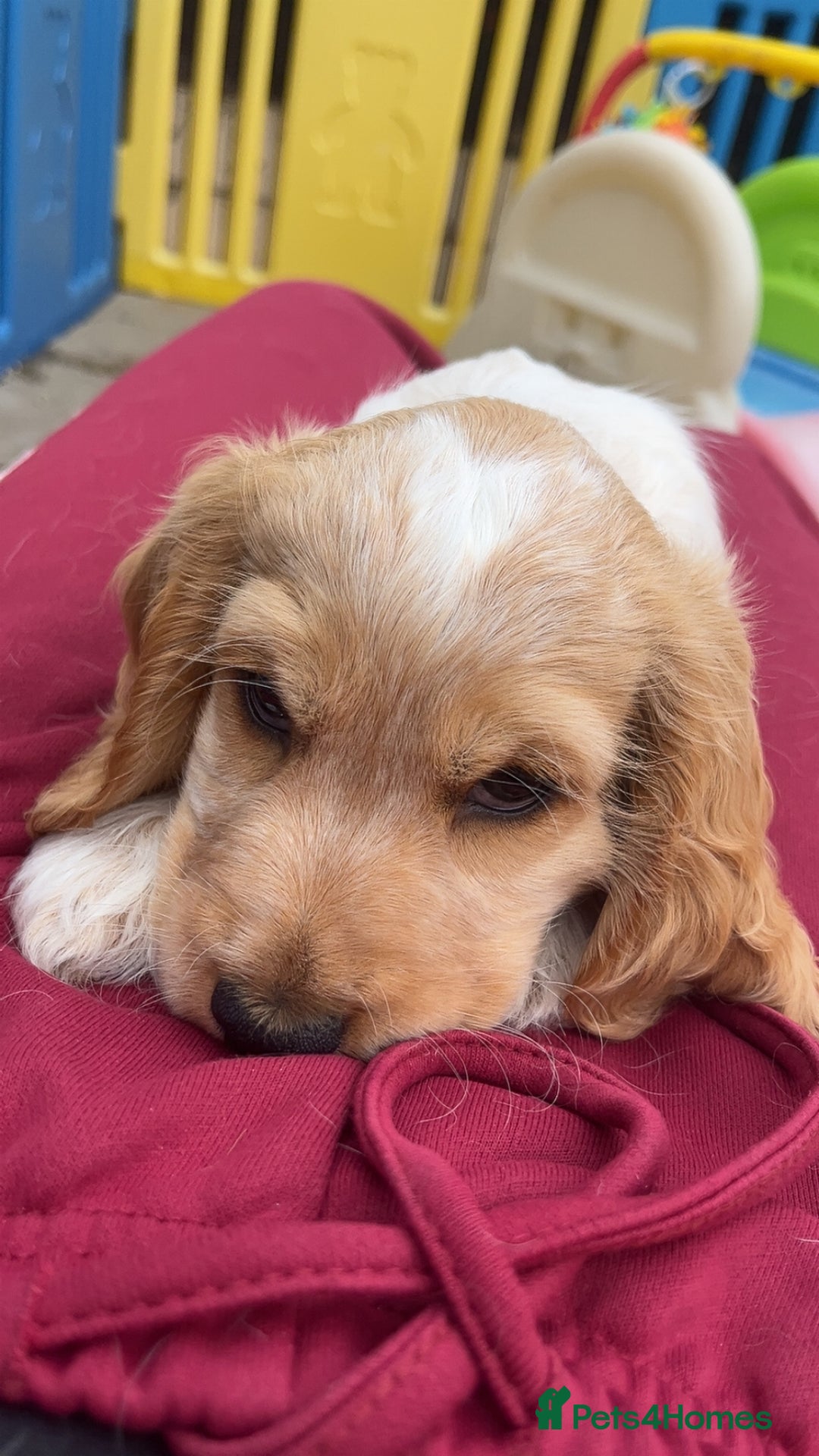 Cocker Spaniel dogs for sale: Ready now - fully health tested show cocker boy  - Image 7