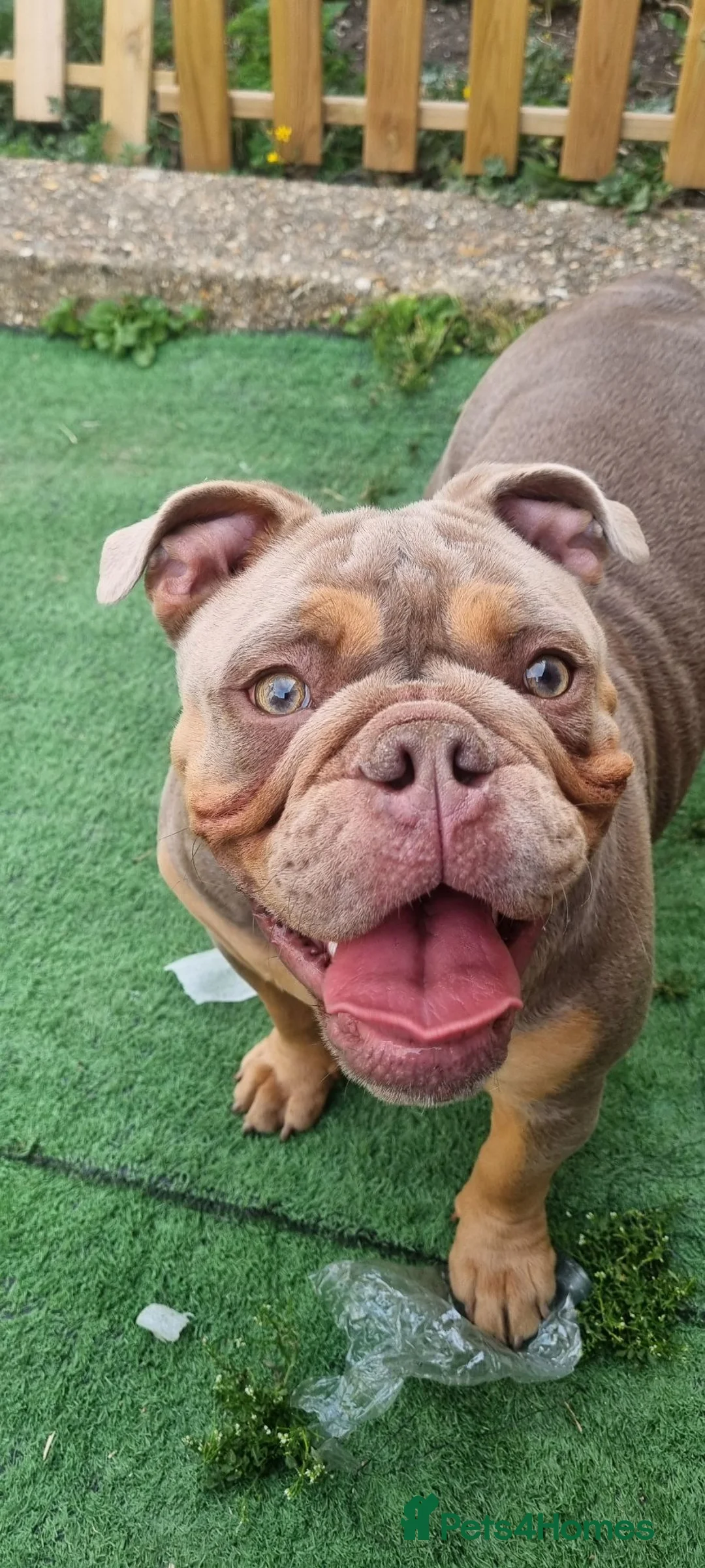 Olde English Bulldogge dogs for sale: 9 Month Olde English Bulldogge £600 - Advert 2