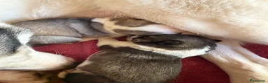 Siberian Husky 2