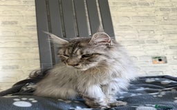 Maine Coon cats for sale: 2 x maine coon males must go together (£800 both)  - Image 6