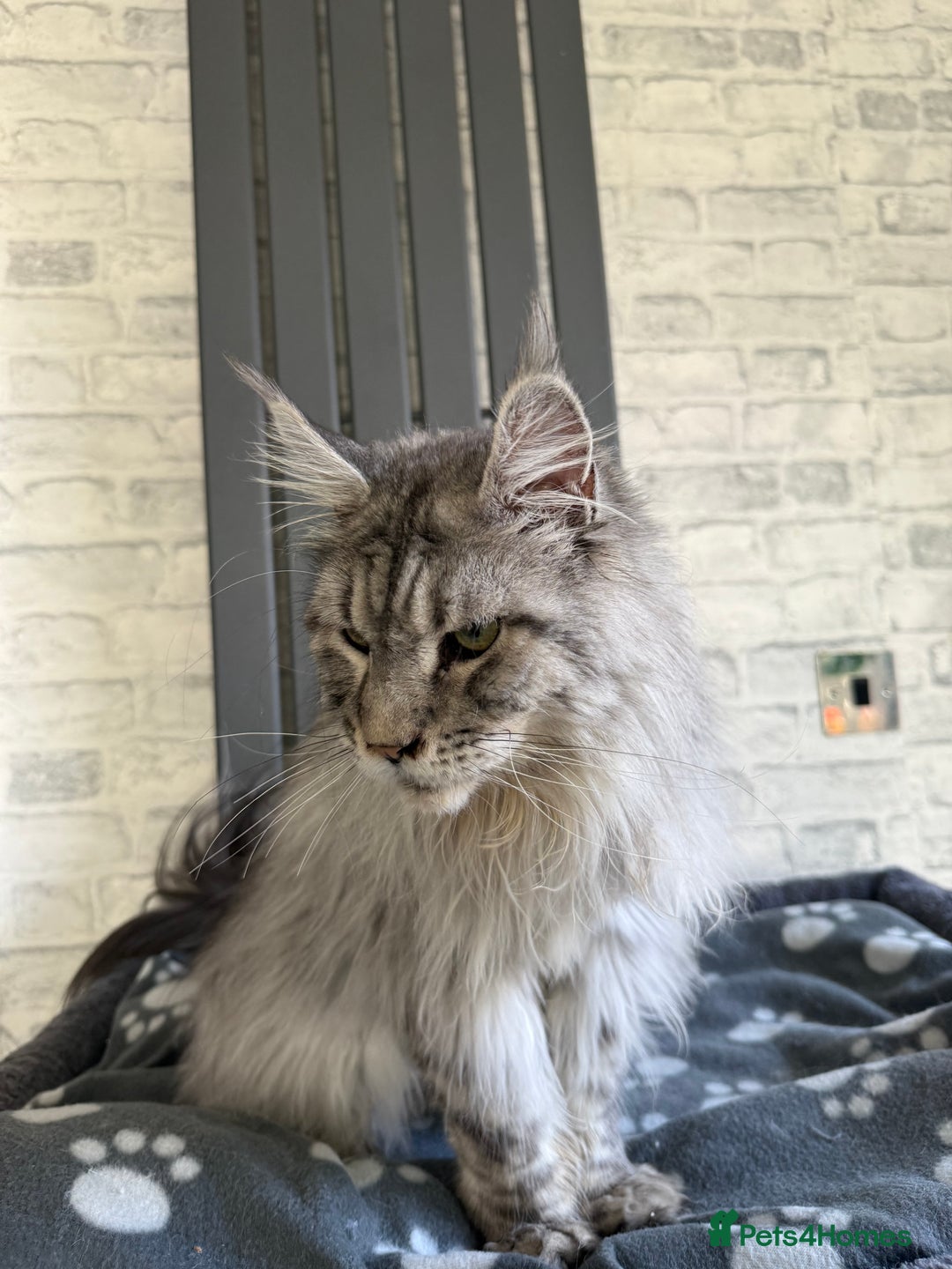 Maine Coon cats for sale: 2 x maine coon males must go together (£800 both)  - Image 6