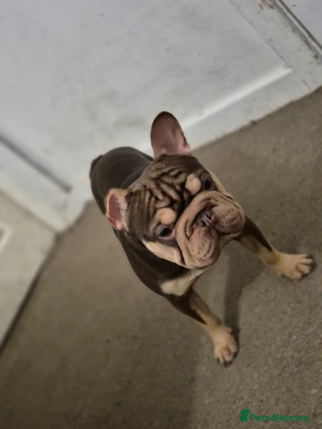 French Bulldog dogs for sale: Rojo and tan male ONE YEAR OLD - Advert 8