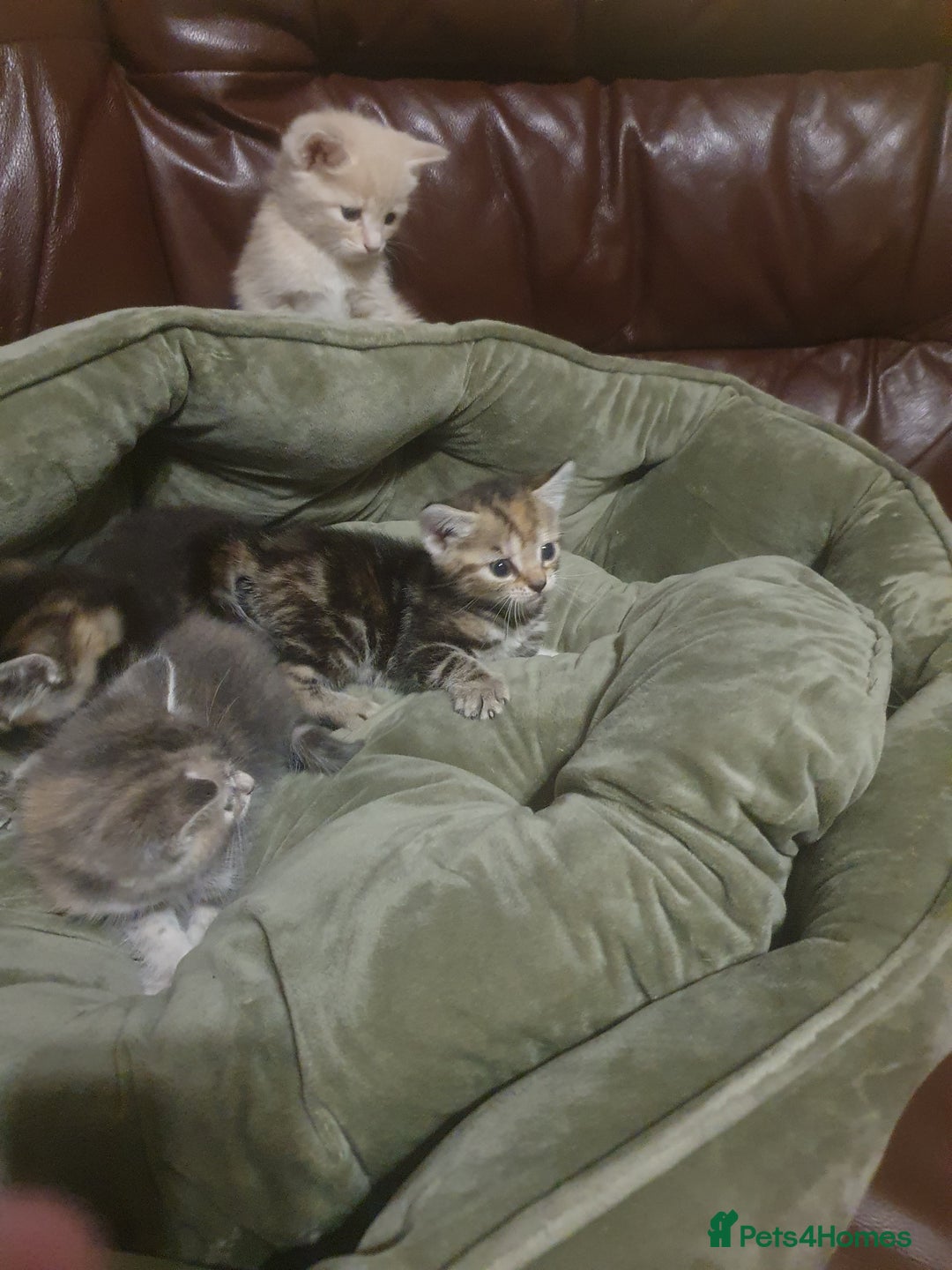 Mixed Breed cats for sale: Miss sijanda  - Image 18