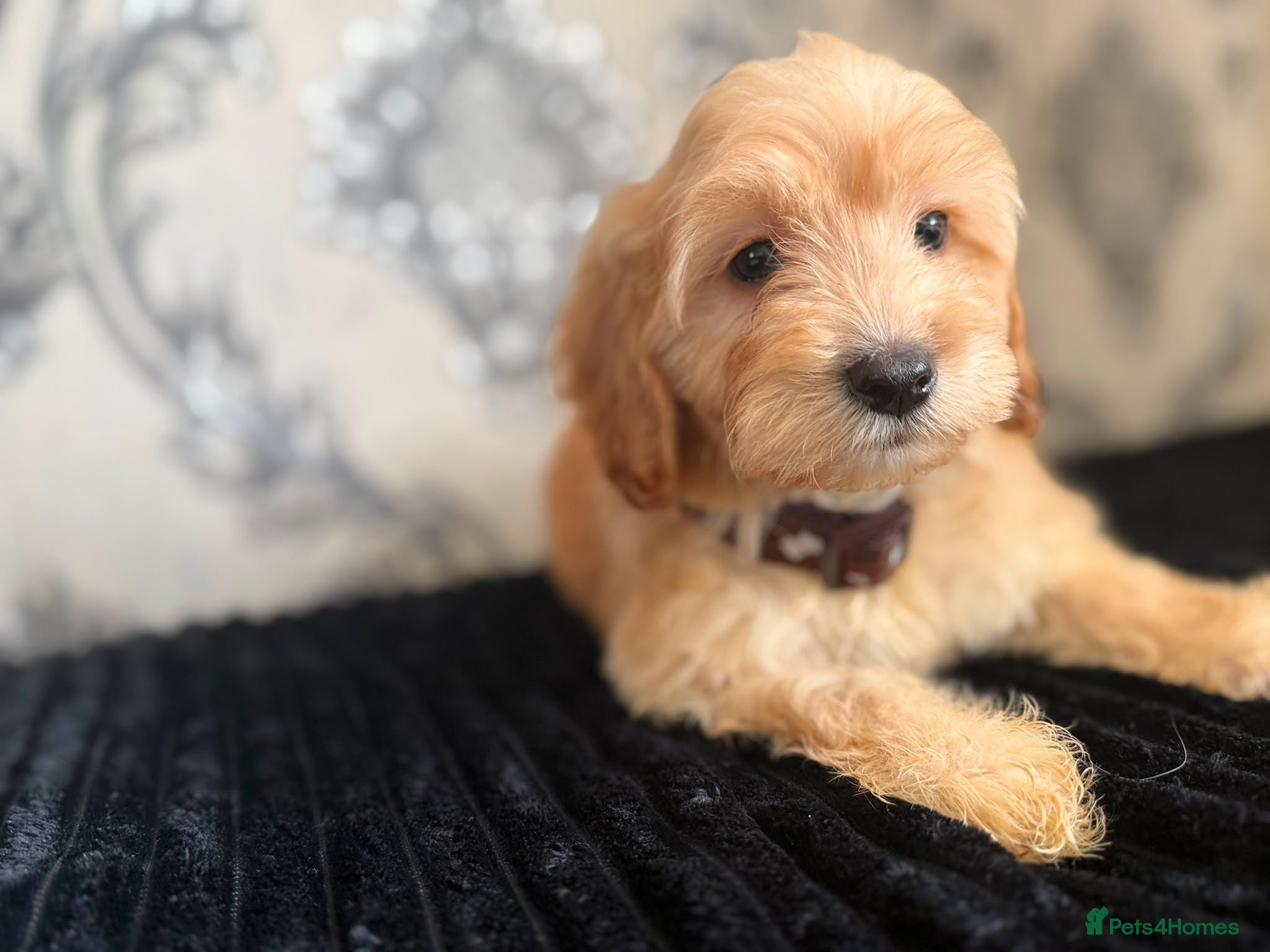 Cockapoo dogs Adorable puppies - Advert 1