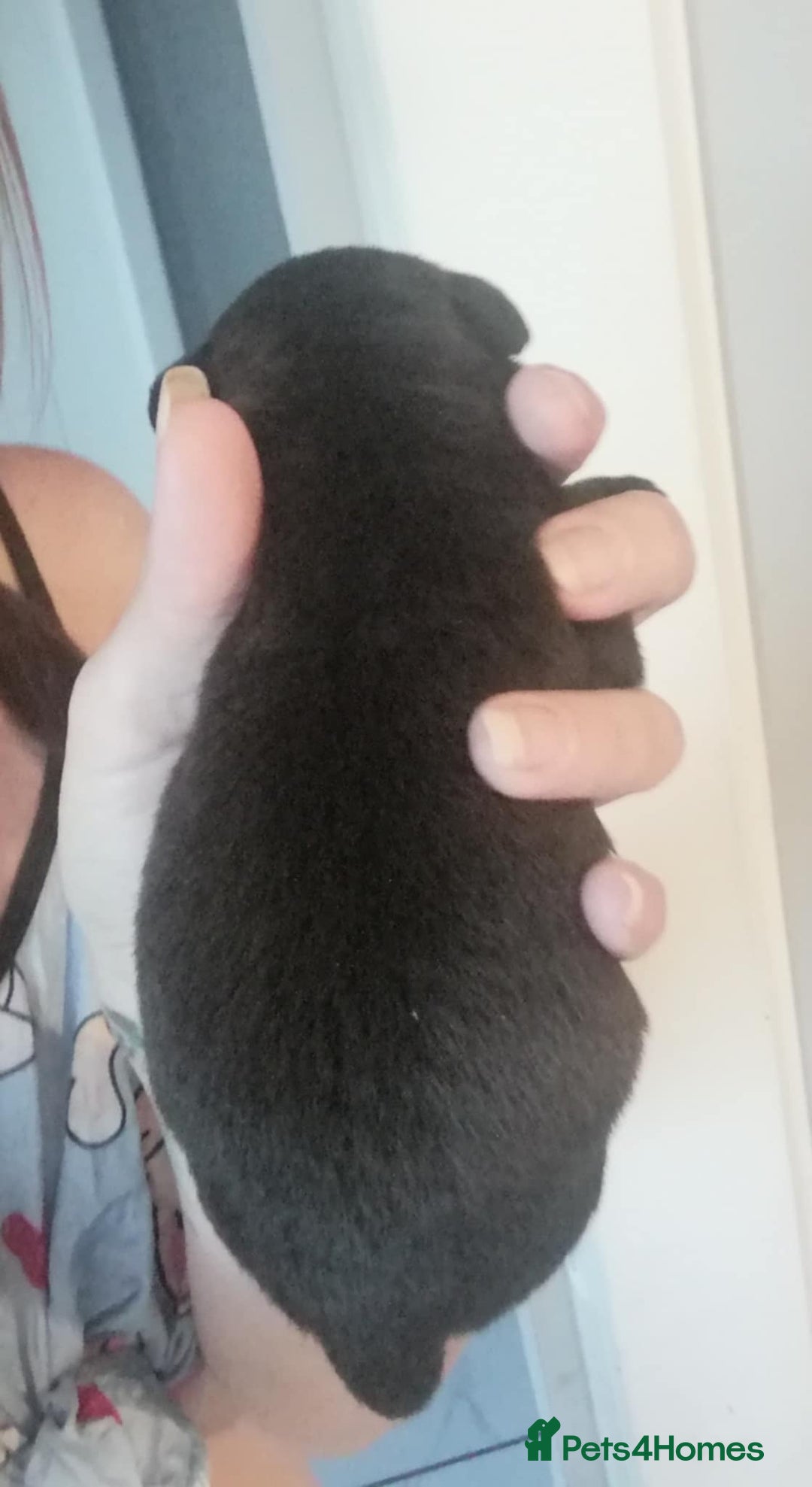 Patterdale Terrier dogs for sale: 2 beautiful female Patterdale pups  - Image 8