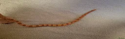 Corn Snake reptiles for sale: Chase our Corn snake - Advert 2
