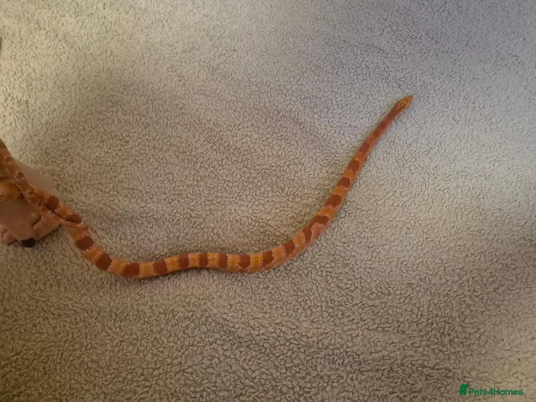 Corn Snake reptiles for sale: Chase our Corn snake - Advert 2