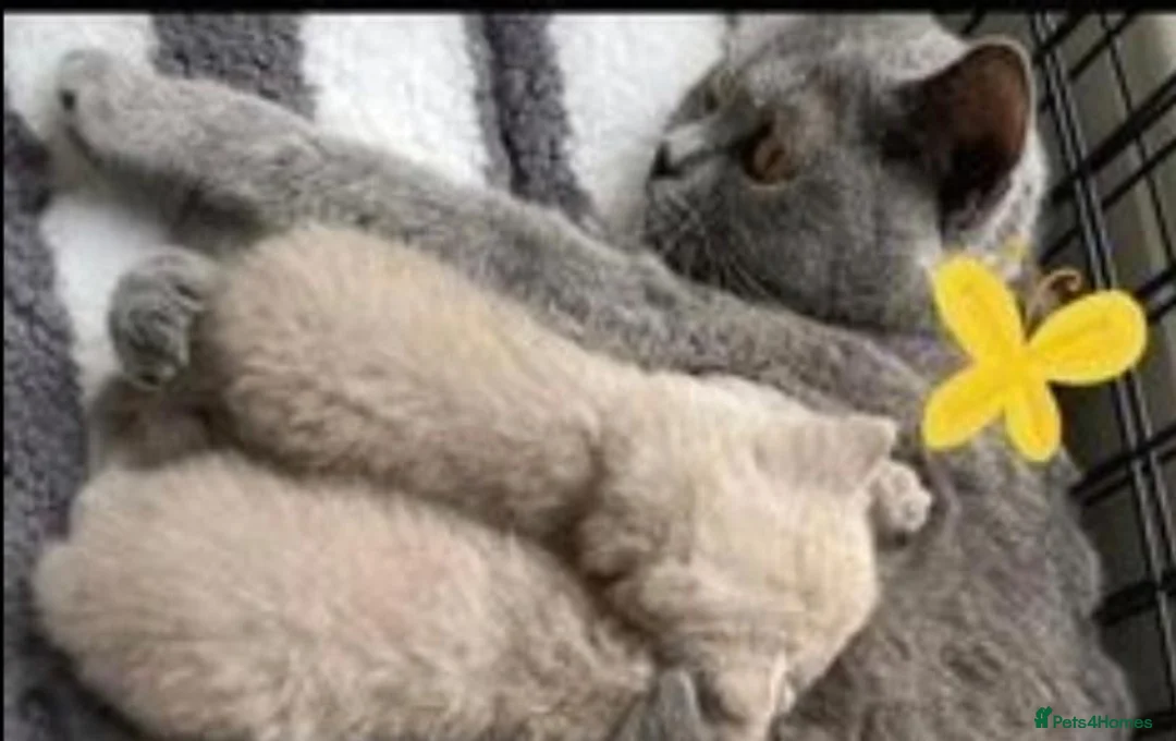 British Shorthair cats for sale: Chunky British shorthair kitten  - Advert 2