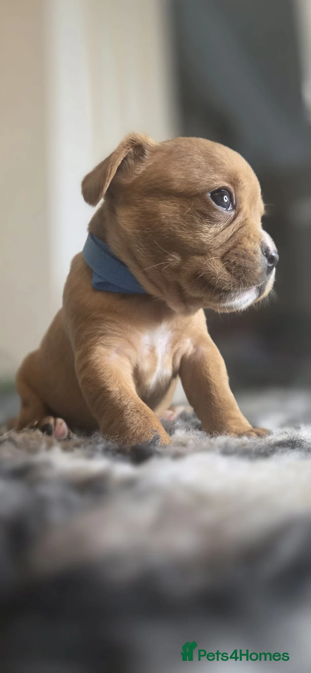 Mixed Breed dogs for sale: frenchel pups READY TO LEAVE - Advert 27