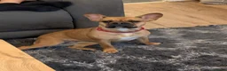 French Bulldog dogs for sale: French bulldog (girl) in Dunmow - Advert 3
