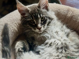 Maine Coon cats Mainecoon kittens TICA REGISTERED stunning - Advert 4