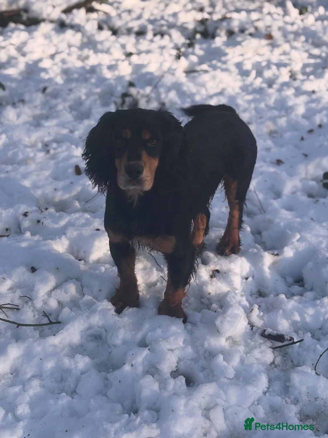 Cocker Spaniel dogs for stud: KC reg Black & Tan Cocker Stud - Advert 3