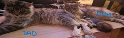 Maine Coon cats for sale: Sweet Maine Coon kittens - Advert 20