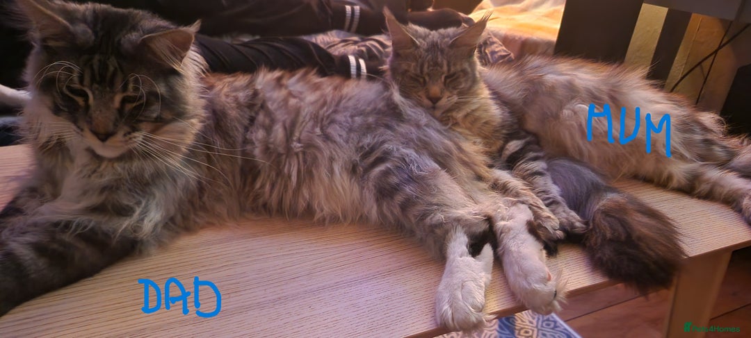 Maine Coon cats for sale: Sweet Maine Coon kittens - Advert 20