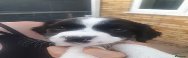 English Springer Spaniel 2