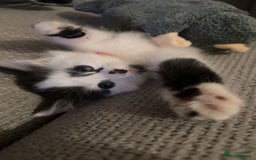 Mixed Breed cats for sale: Long hair male kitten  - Image 5