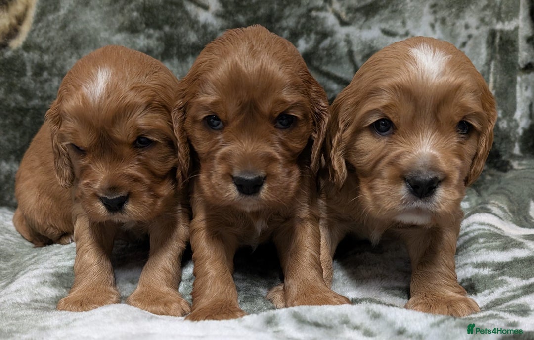 Cockalier dogs for sale: Stunning Health Tested Cockalier Puppies - Image 5