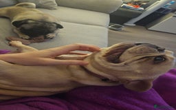 French Bulldog dogs for sale: Adorable 2-Year-Old platinum French bulldog - Image 2