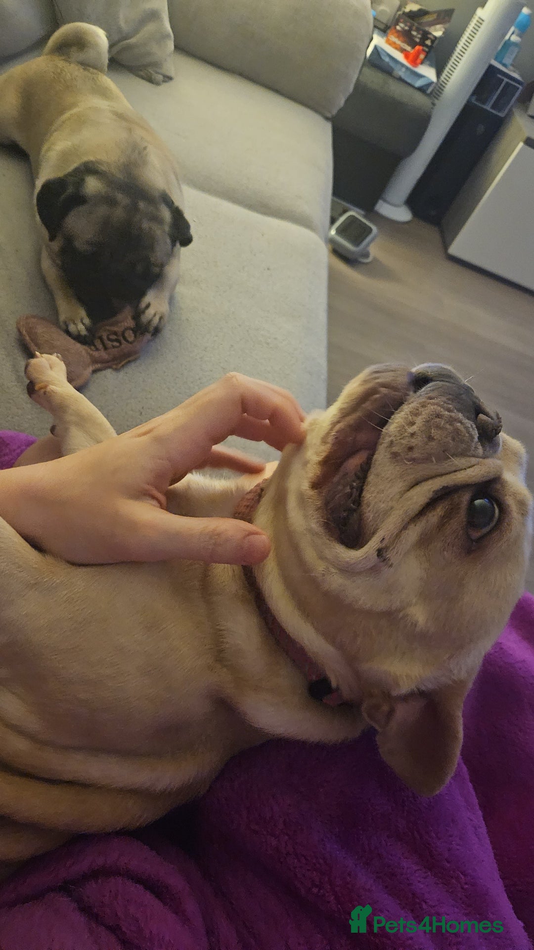 French Bulldog dogs for sale: Adorable 2-Year-Old platinum French bulldog - Image 2