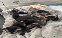 Bengal cats for sale: Adorable kittens looking for their forever homes  - Image 5