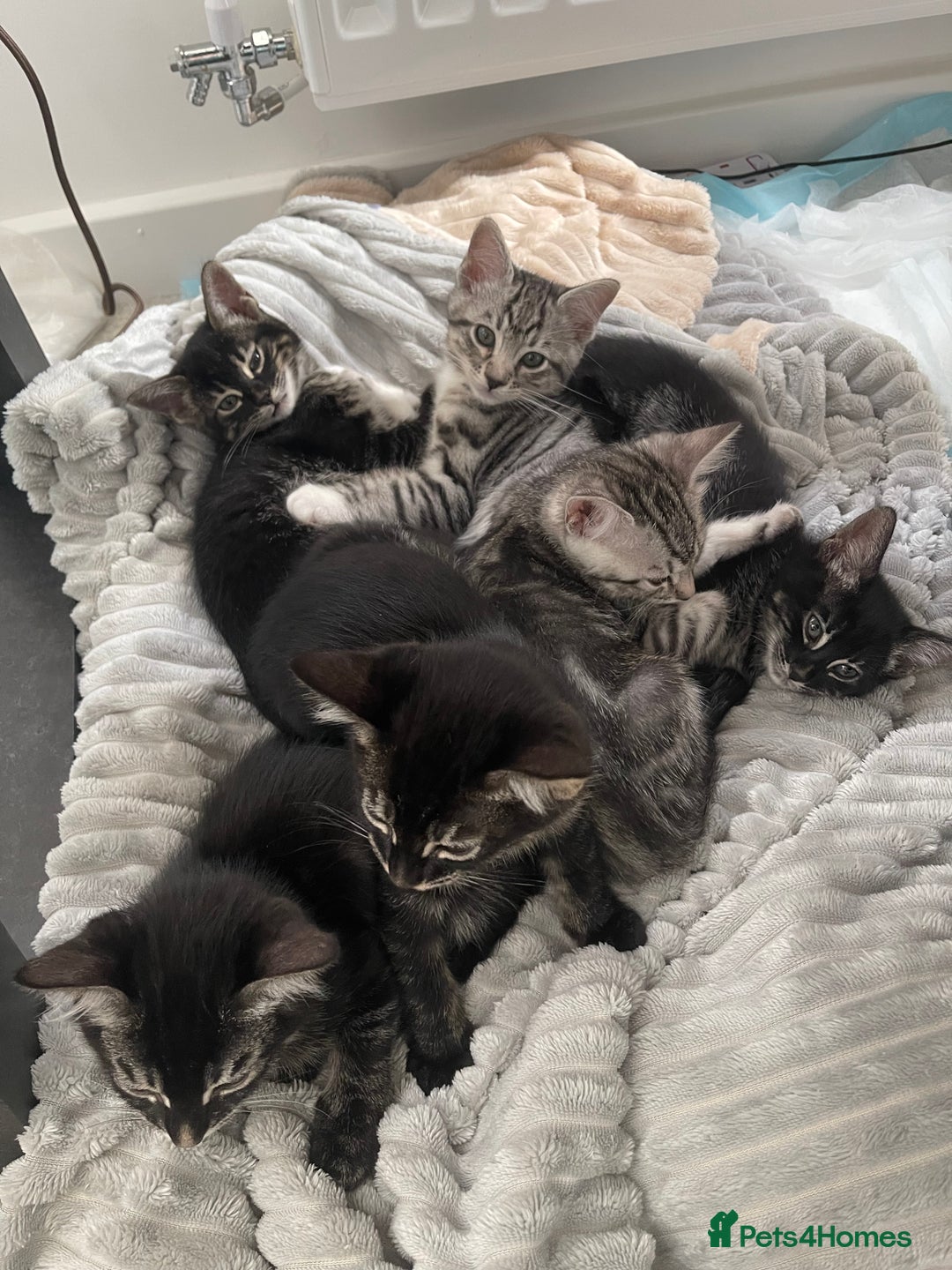 Bengal cats for sale: Adorable kittens looking for their forever homes  - Image 5
