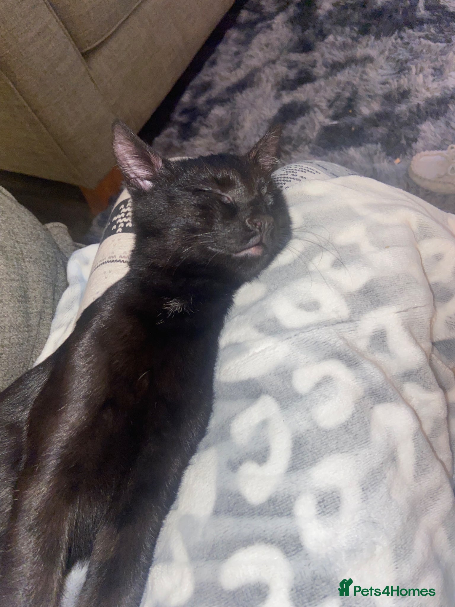 Mixed Breed cats for sale: Jet – Loving Male Cat Looking for His Forever Home - Advert 2
