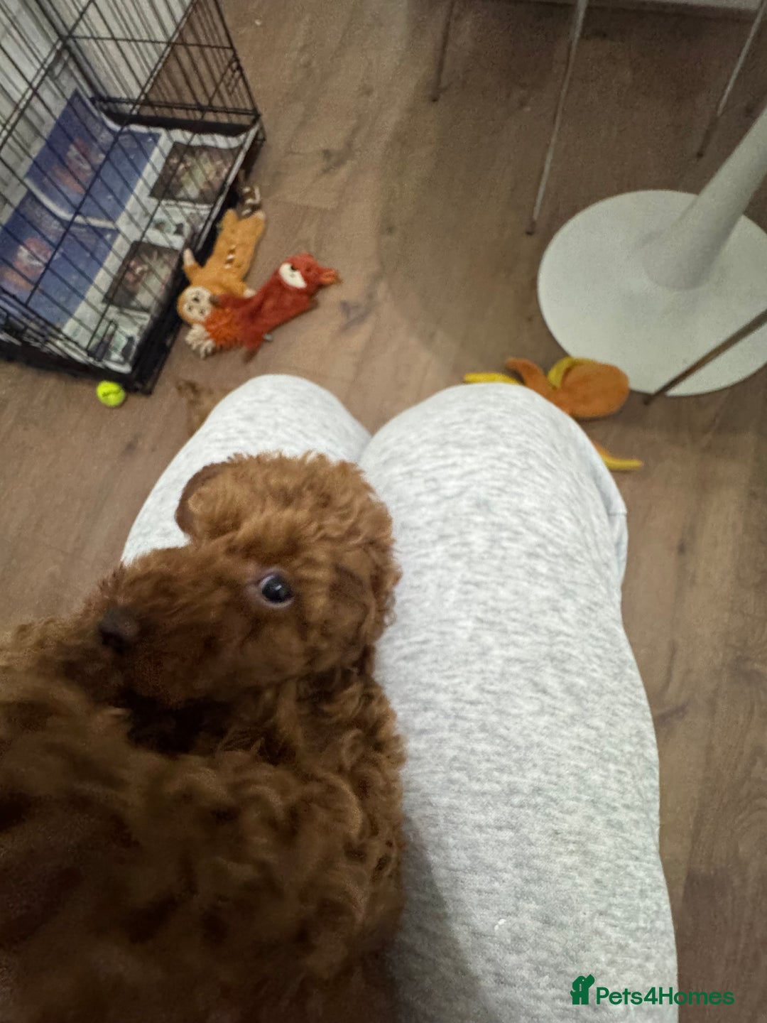 Miniature Poodle dogs for sale: 🐩 Outstanding Deep Red Miniature Poodle Puppies  - Advert 15