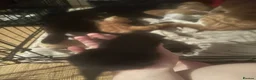 Mixed Breed cats for sale: Baby’s need a new loving home  - Advert 4