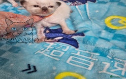Ragdoll cats for sale: 5 Tica Boys Chocolate Point, Black Solid Mit,Blue  - Image 11