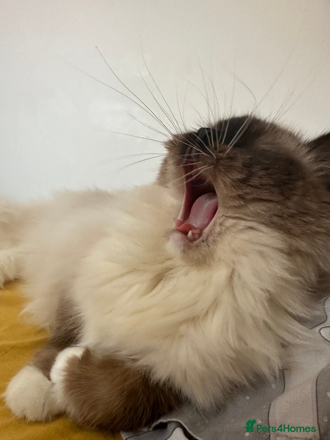 Ragdoll cats for sale: 2 Ragdoll brothers - Advert 3