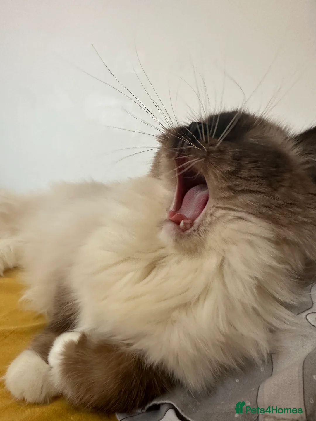 Ragdoll cats for sale: 2 Ragdoll brothers - Advert 3