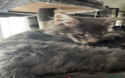 Maine Coon cats for sale: GCCF & TICA Reg Affectionate Maine Coon kittens - Image 17
