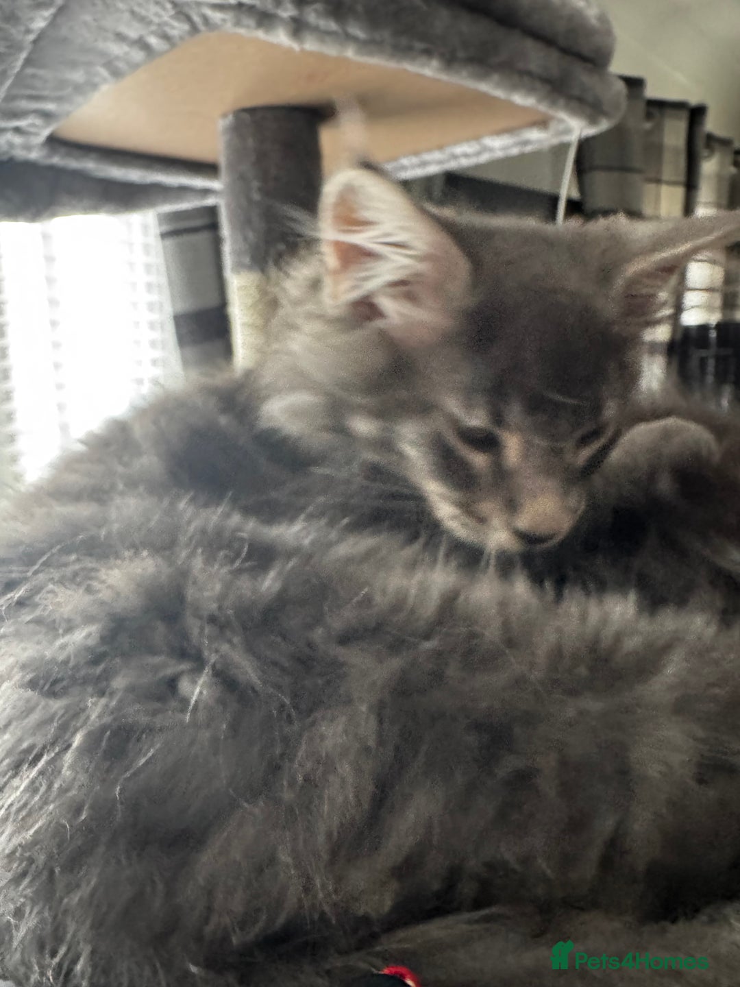 Maine Coon cats for sale: GCCF & TICA Reg Affectionate Maine Coon kittens - Image 17