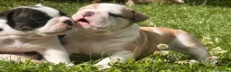 English Bulldog dogs for sale: HEALTH TESTED NEBBR REG OLDE ENGLISH BULLDOG PUPS - Advert 21