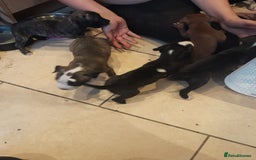 Staffordshire Bull Terrier dogs for sale: Staffordshire bull terrier 2x litters - Image 23