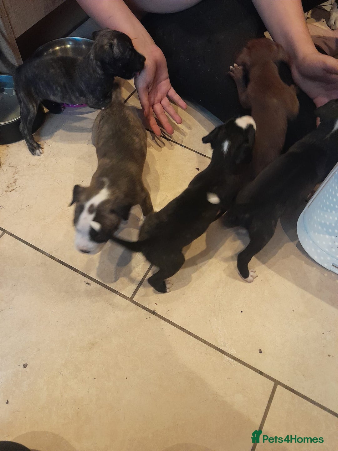 Staffordshire Bull Terrier dogs for sale: Staffordshire bull terrier 2x litters - Image 23