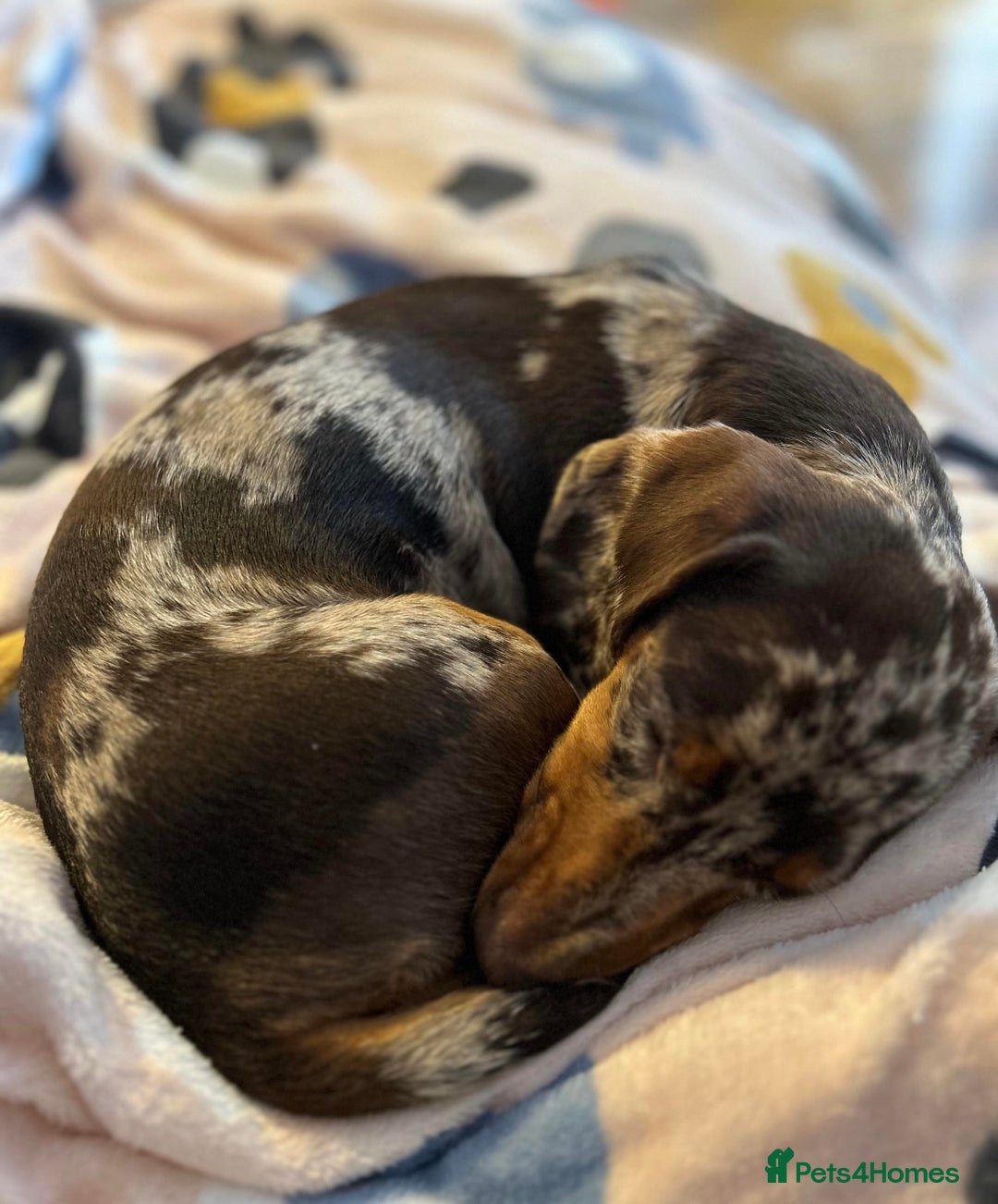 Mixed Breed dogs for sale: Re homing my dogs - Image 11