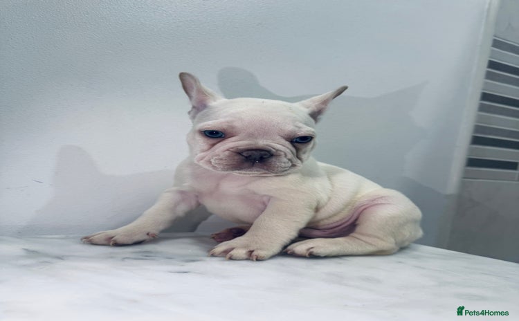 French Bulldog dogs KC registered puppies for sale - Advert 1