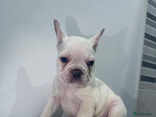 French Bulldog dogs KC registered puppies for sale - Advert 16