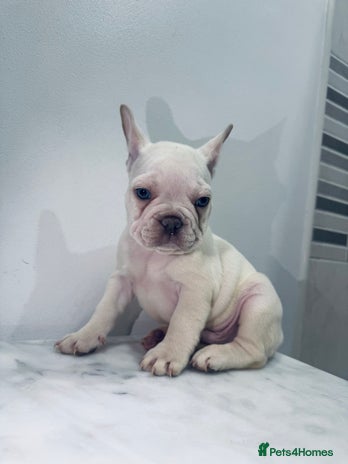 French Bulldog dogs KC registered puppies for sale - Advert 3