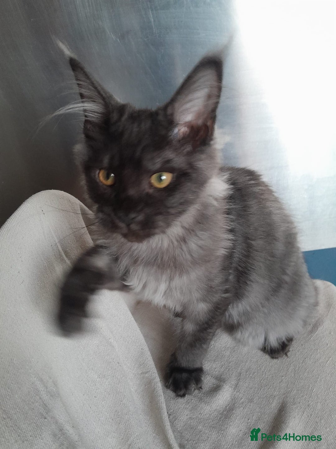 Maine Coon cats for sale: black smoke MaineCoon boy TICA reg - Advert 11