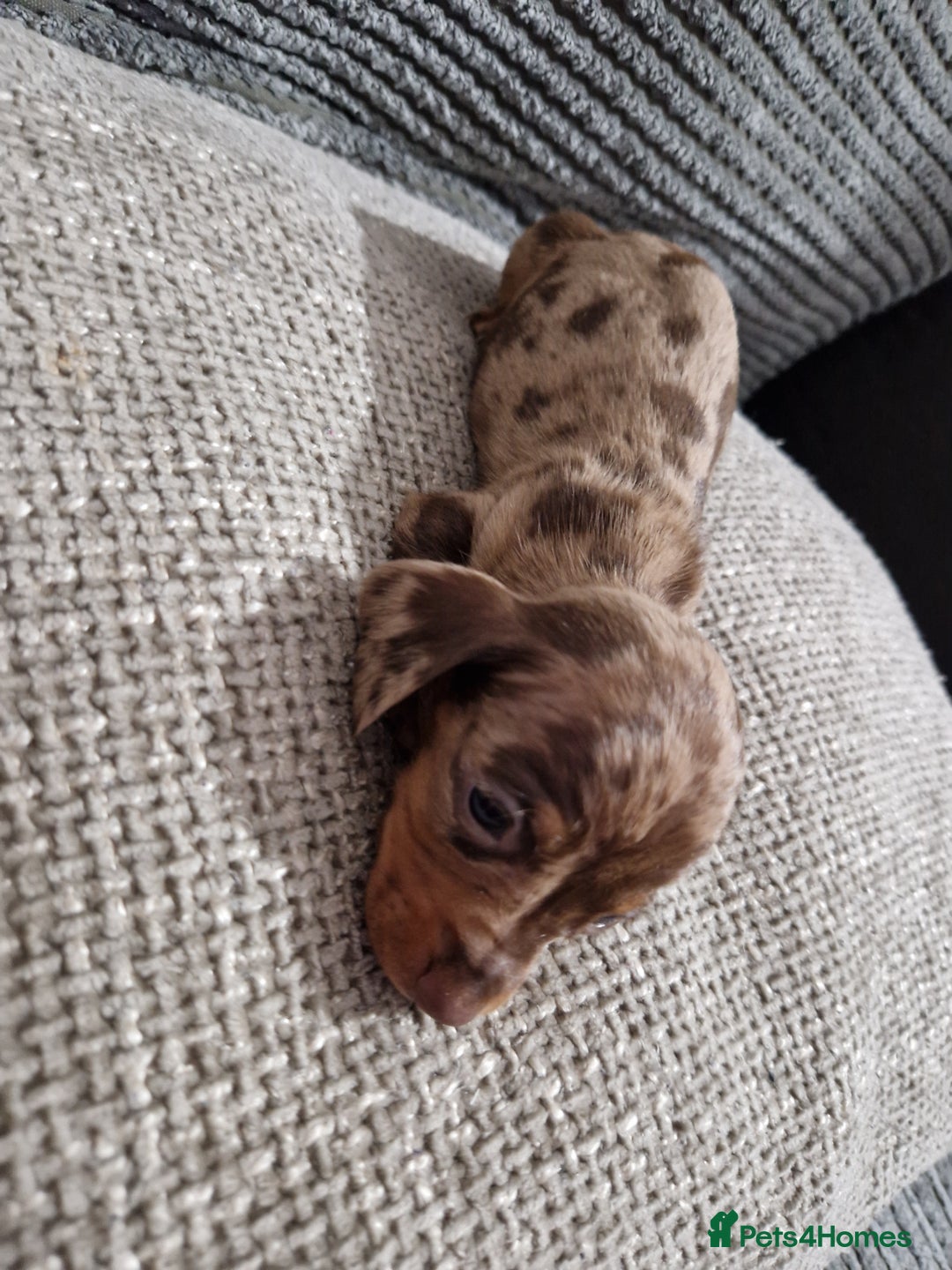 Miniature Dachshund dogs for sale: Miniature Smooth Haired Dachshund  - Advert 11
