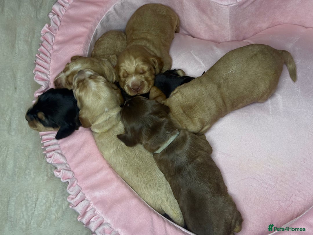 Cocker Spaniel dogs for sale: SHOW COCKER SPANIEL PUPPIES - FULLY HEALTH TESTED  - Advert 9