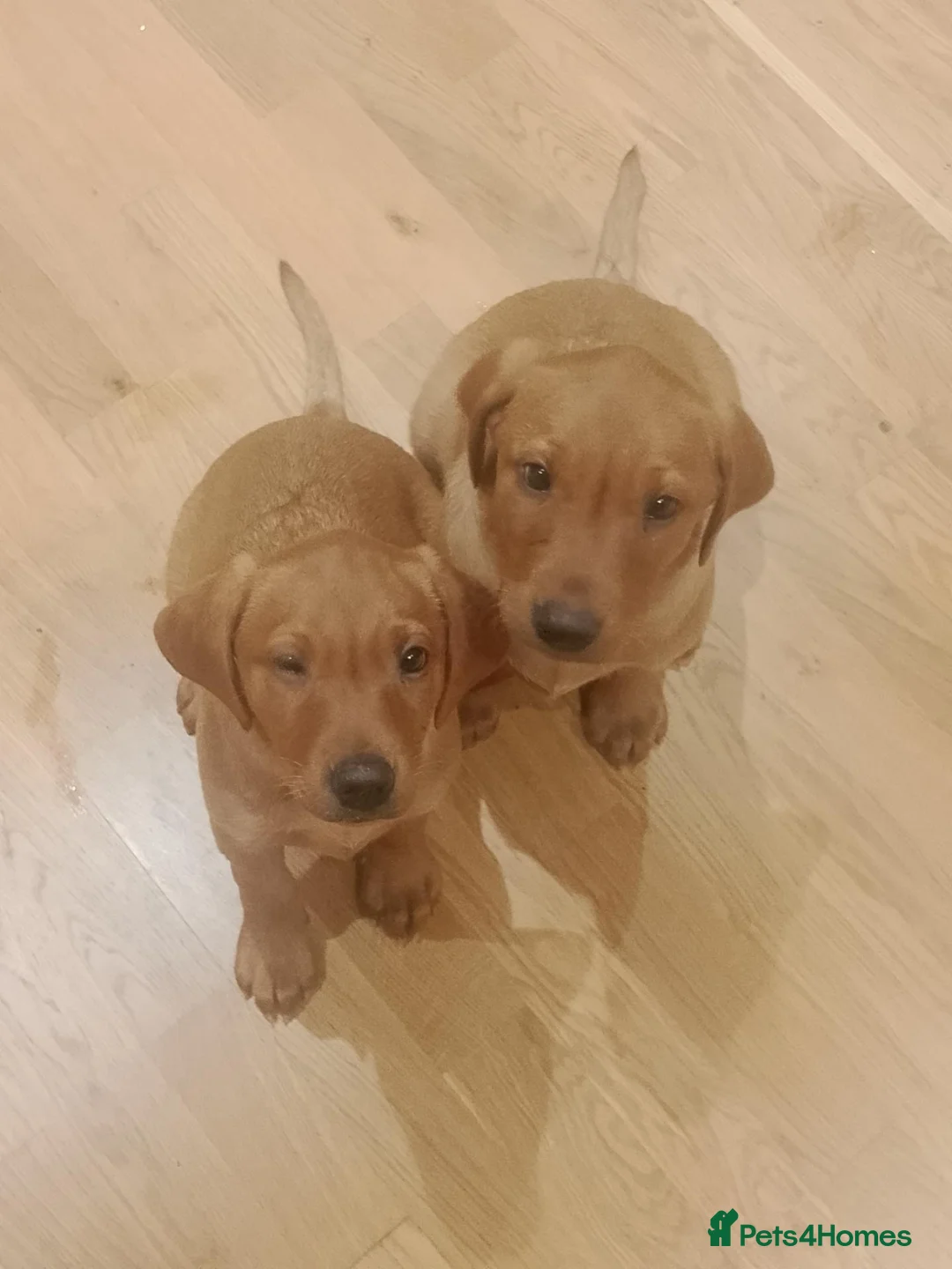 Labrador Retriever dogs for sale: Fox Red Labrador - Advert 1