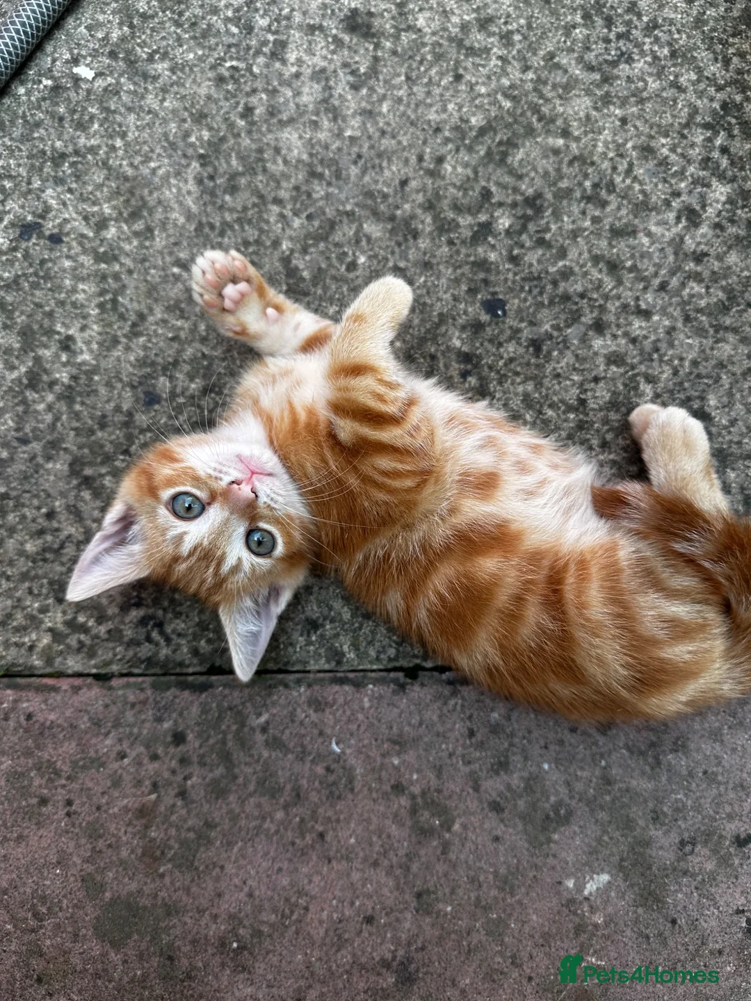 Mixed Breed cats for sale: Beautiful kittens ready for new home🐈 - Advert 2