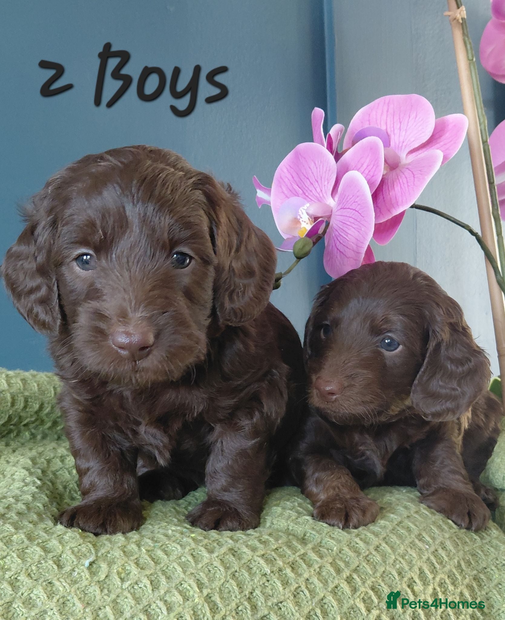 Doxiepoo dogs Doxiepoo f1 - Advert 1