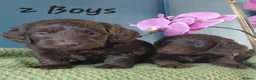 Doxiepoo dogs for sale: Doxiepoo f1 - Advert 1