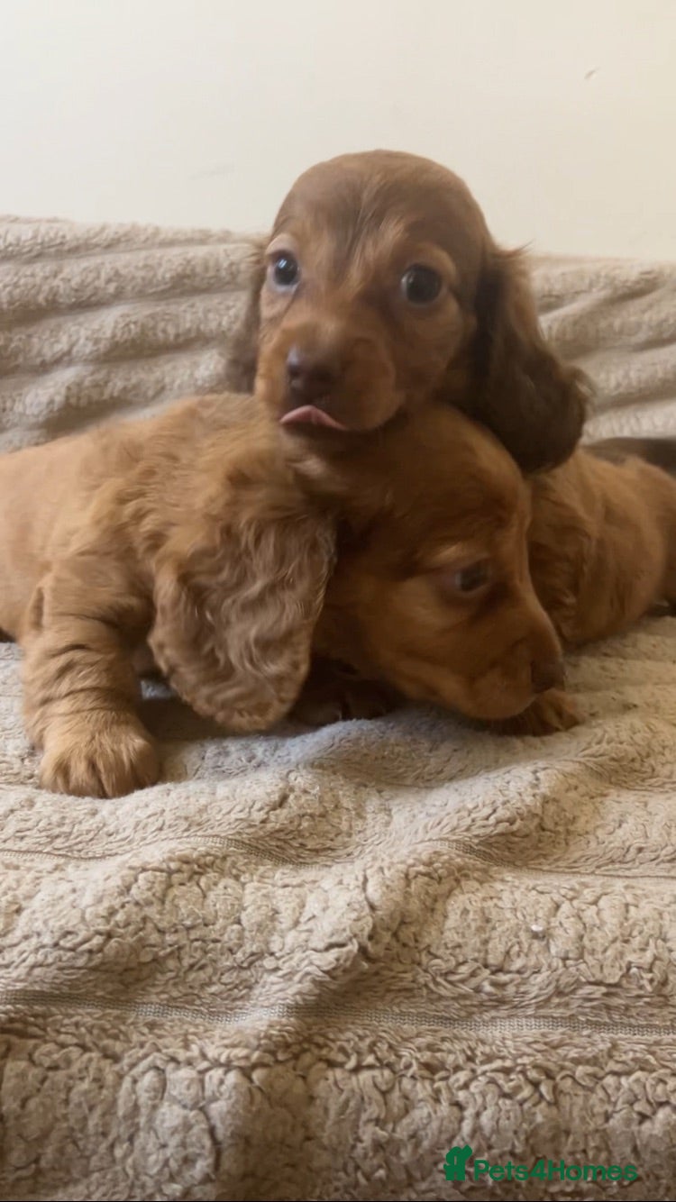Miniature Dachshund dogs 2 stunning long hair pups  - Advert 8