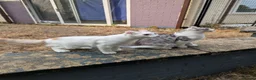 American Curl cats for sale: Beautiful, playful Rare American Curl Kittens - Advert 19